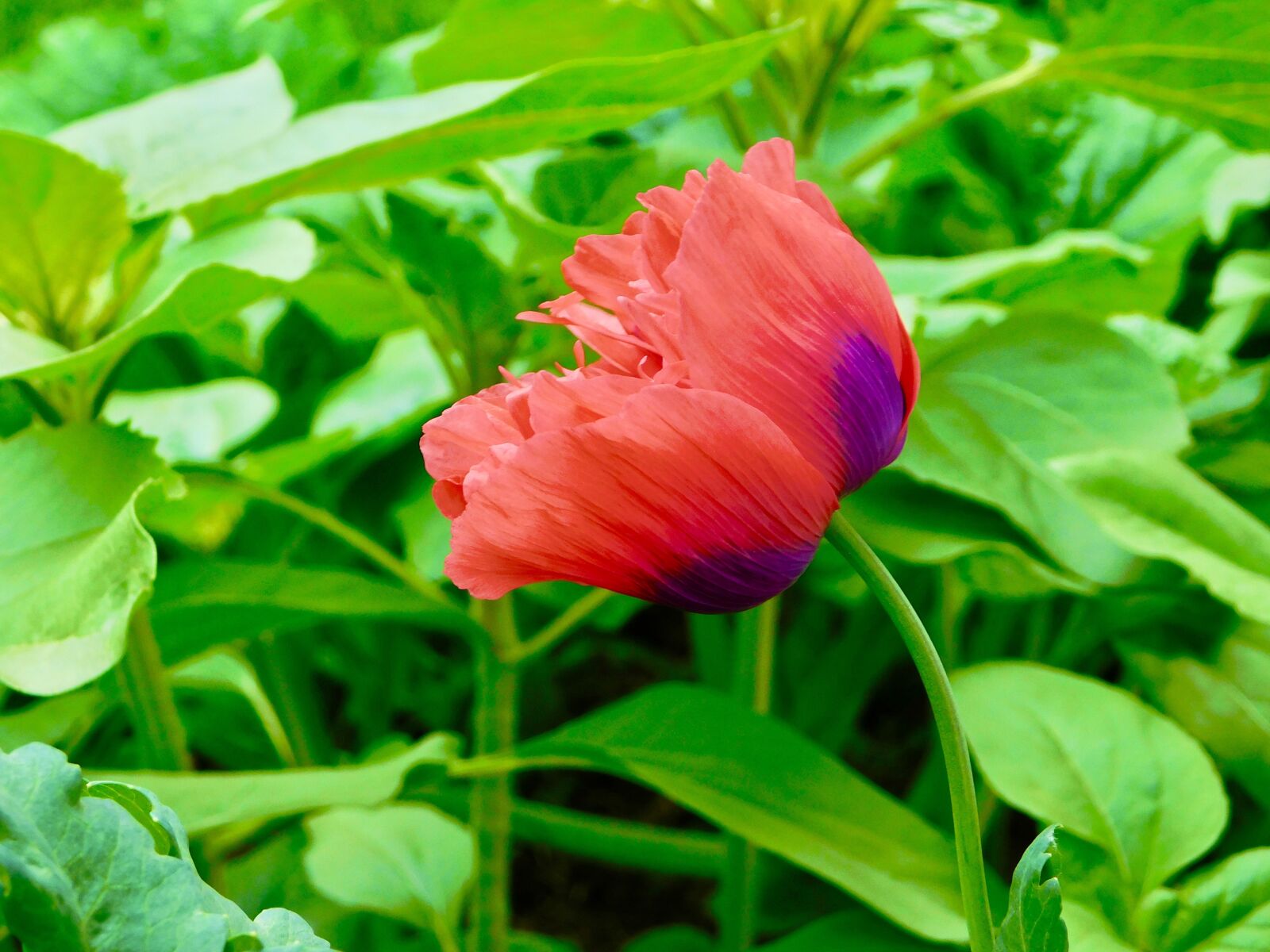 Nikon Coolpix B500 sample photo. Red, poppy, nature photography