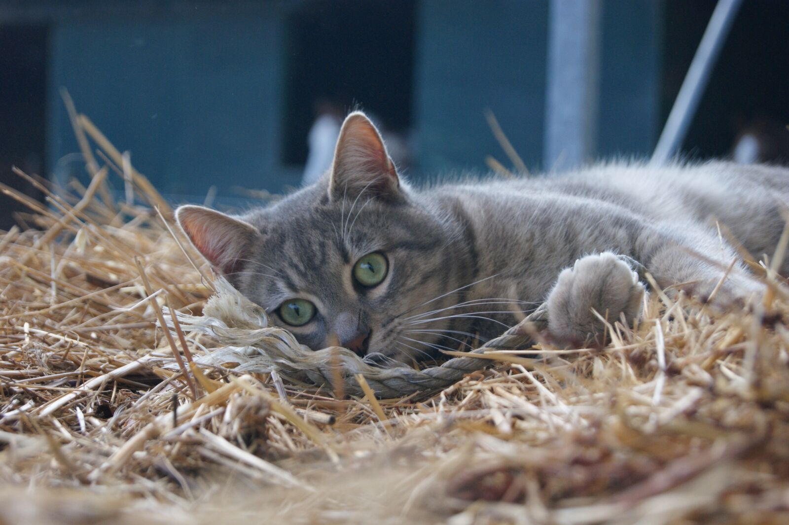 Sony Alpha DSLR-A290 sample photo. Cat, cats, hairy photography