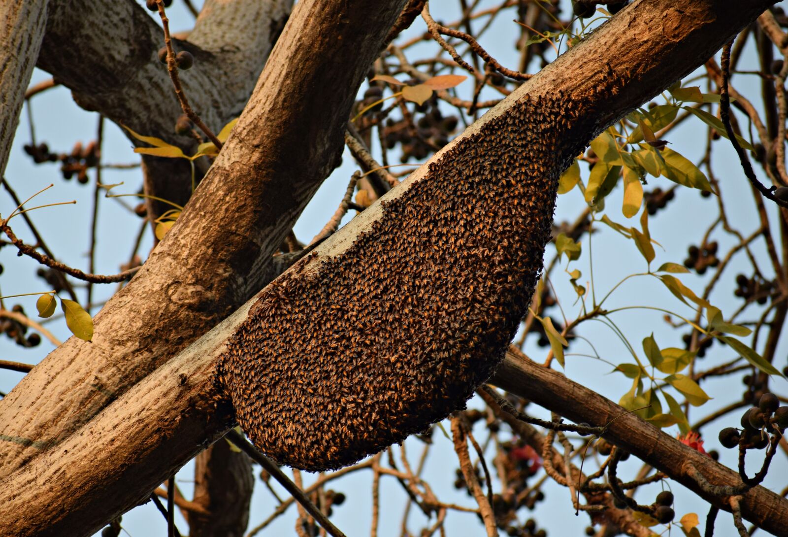 Nikon D3300 sample photo. Honeybees, beehive, beekeeping photography
