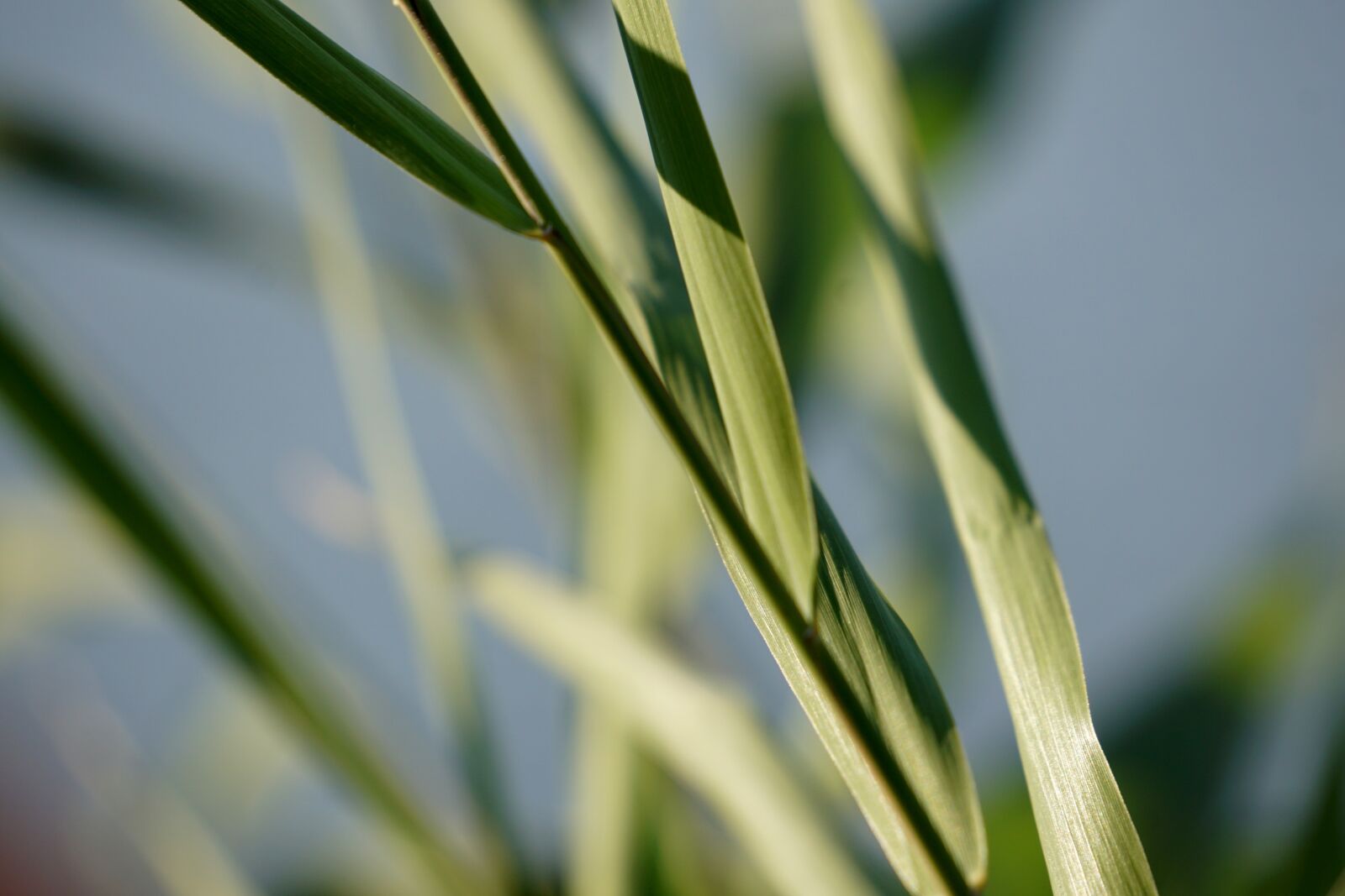Sony E 55-210mm F4.5-6.3 OSS sample photo. Reed, grass, nature photography