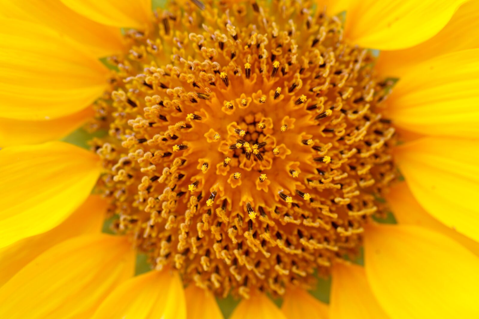Canon EOS 7D Mark II sample photo. Sunflower, plants, flowers photography