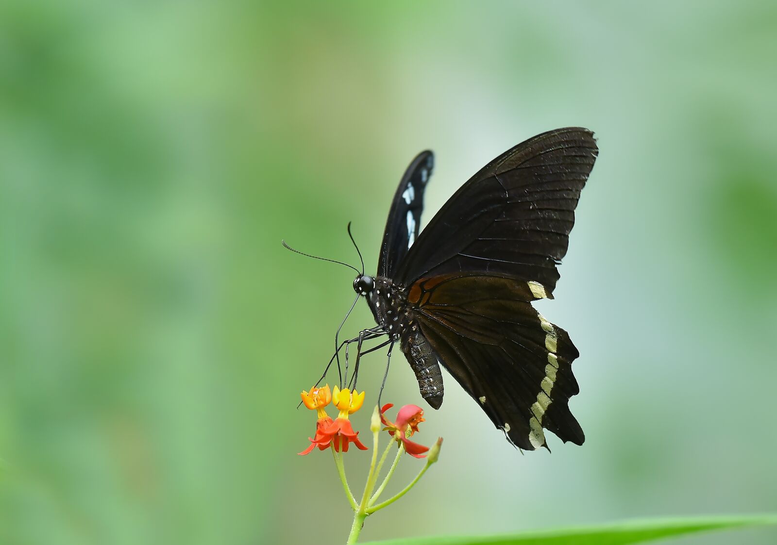 Nikon D750 sample photo. Macro, butterfly, insect photography
