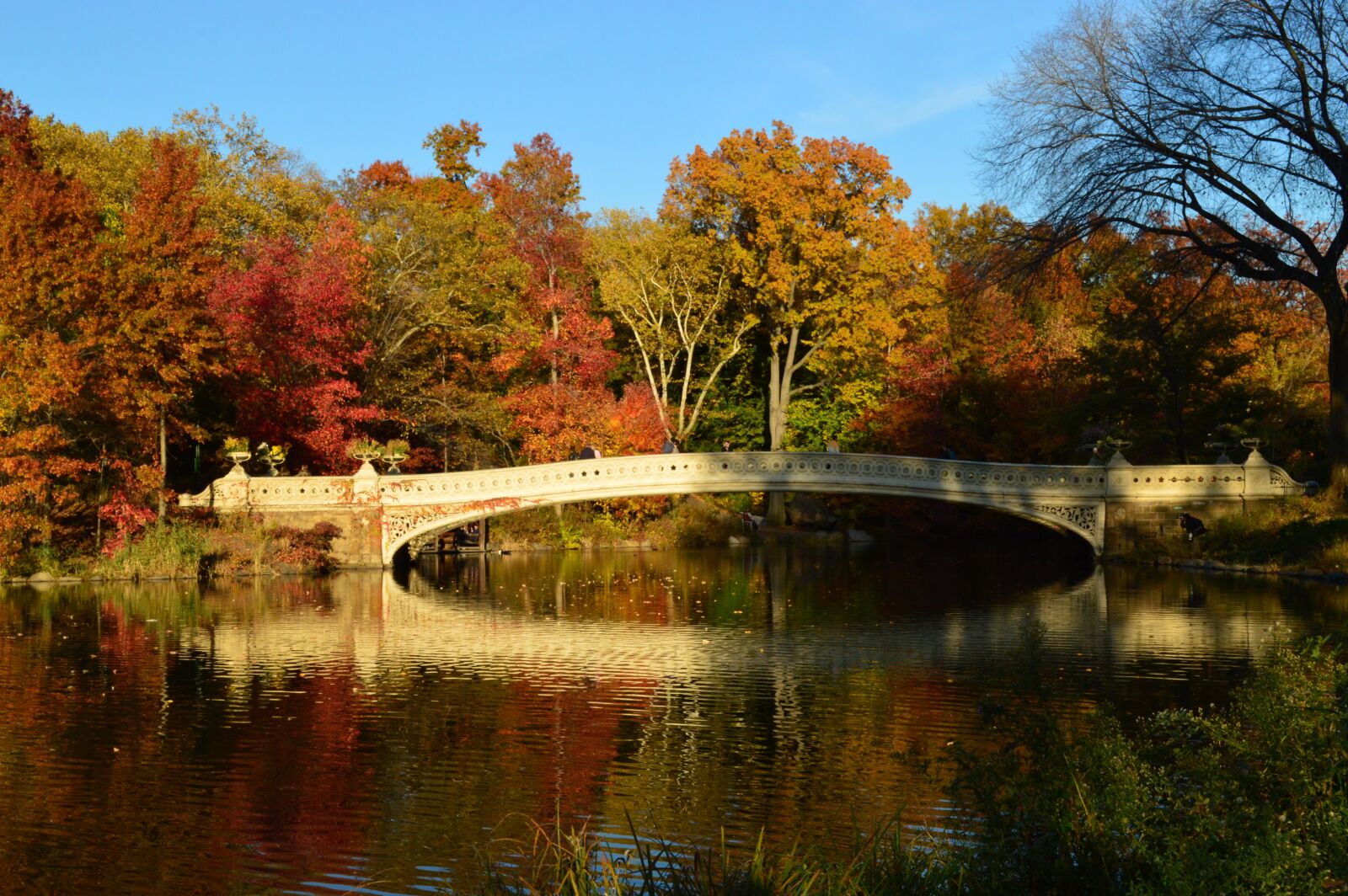 Nikon D3200 sample photo. Central park, landscape, new photography