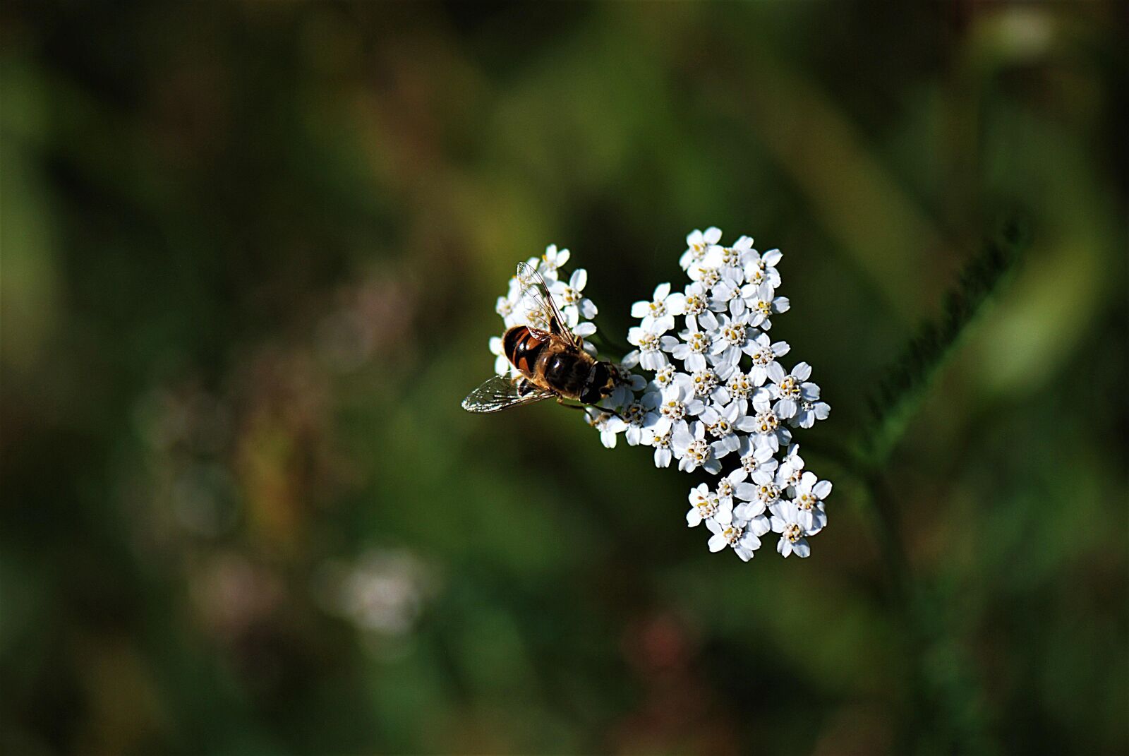 Nikon D80 sample photo. Bee, insect, blossom photography
