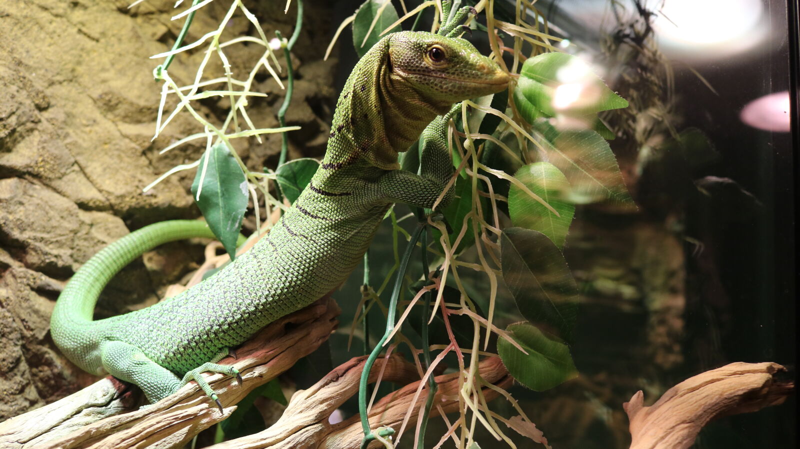 Canon EOS 750D (EOS Rebel T6i / EOS Kiss X8i) sample photo. Lizard, monitor, lizard photography