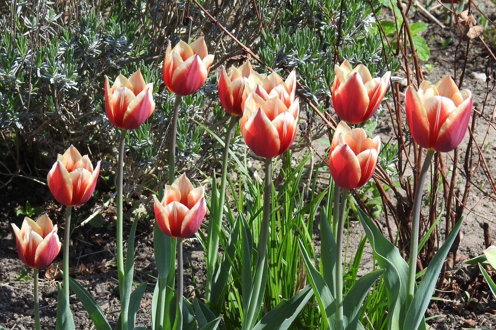 Nikon Coolpix P900 sample photo. Flower, plant, tulip photography