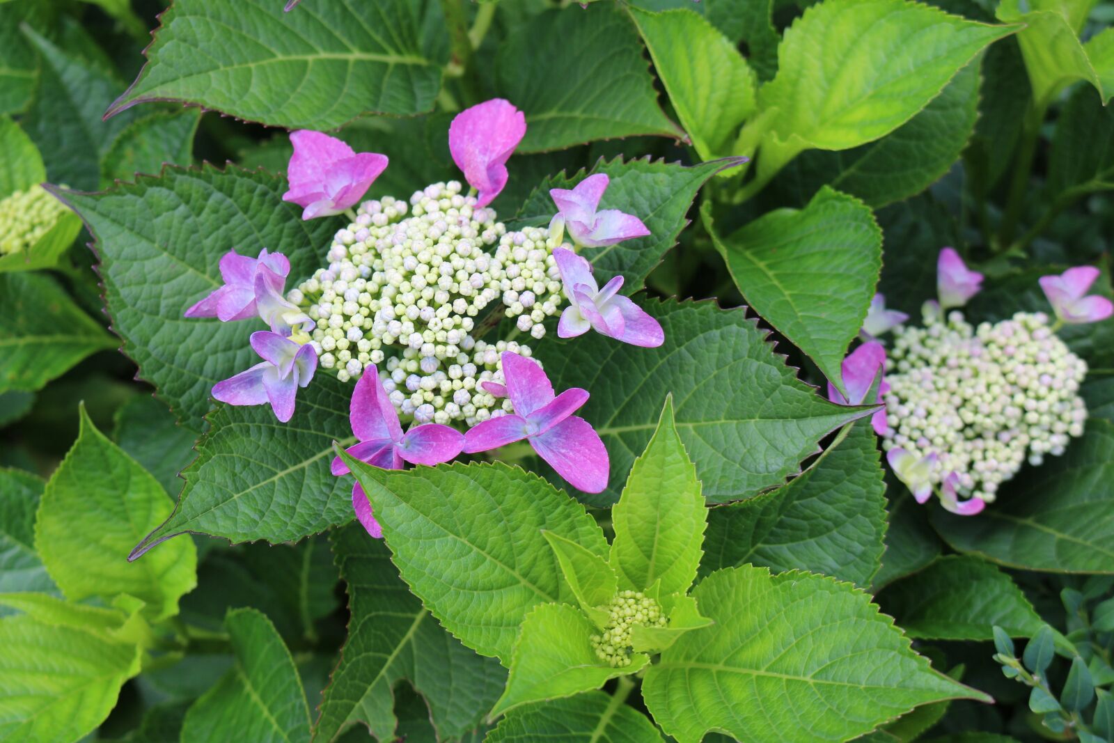Canon EOS 700D (EOS Rebel T5i / EOS Kiss X7i) sample photo. Hydrangea, purple, garden photography