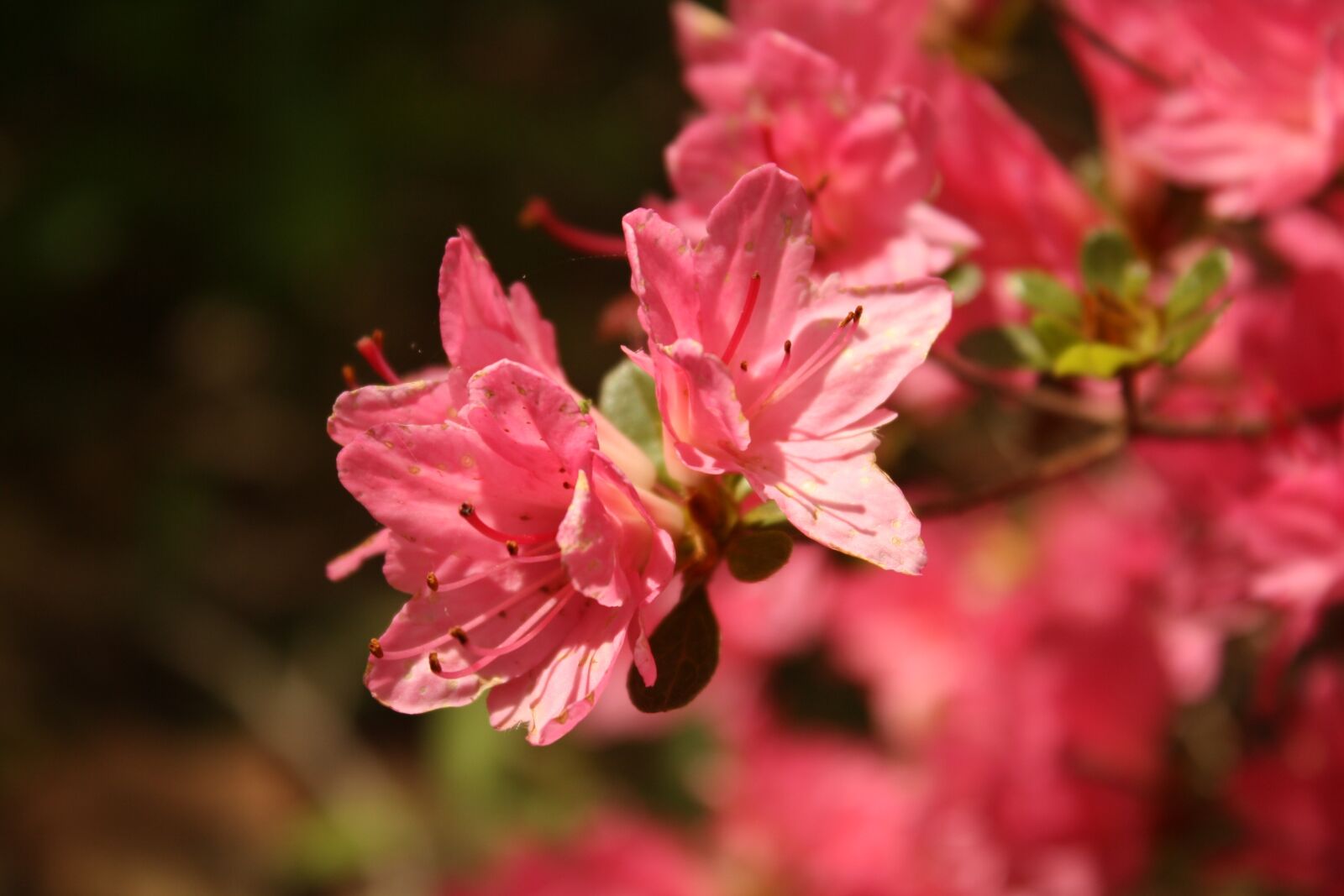 Canon EOS 1000D (EOS Digital Rebel XS / EOS Kiss F) sample photo. Pink, flower, nature photography
