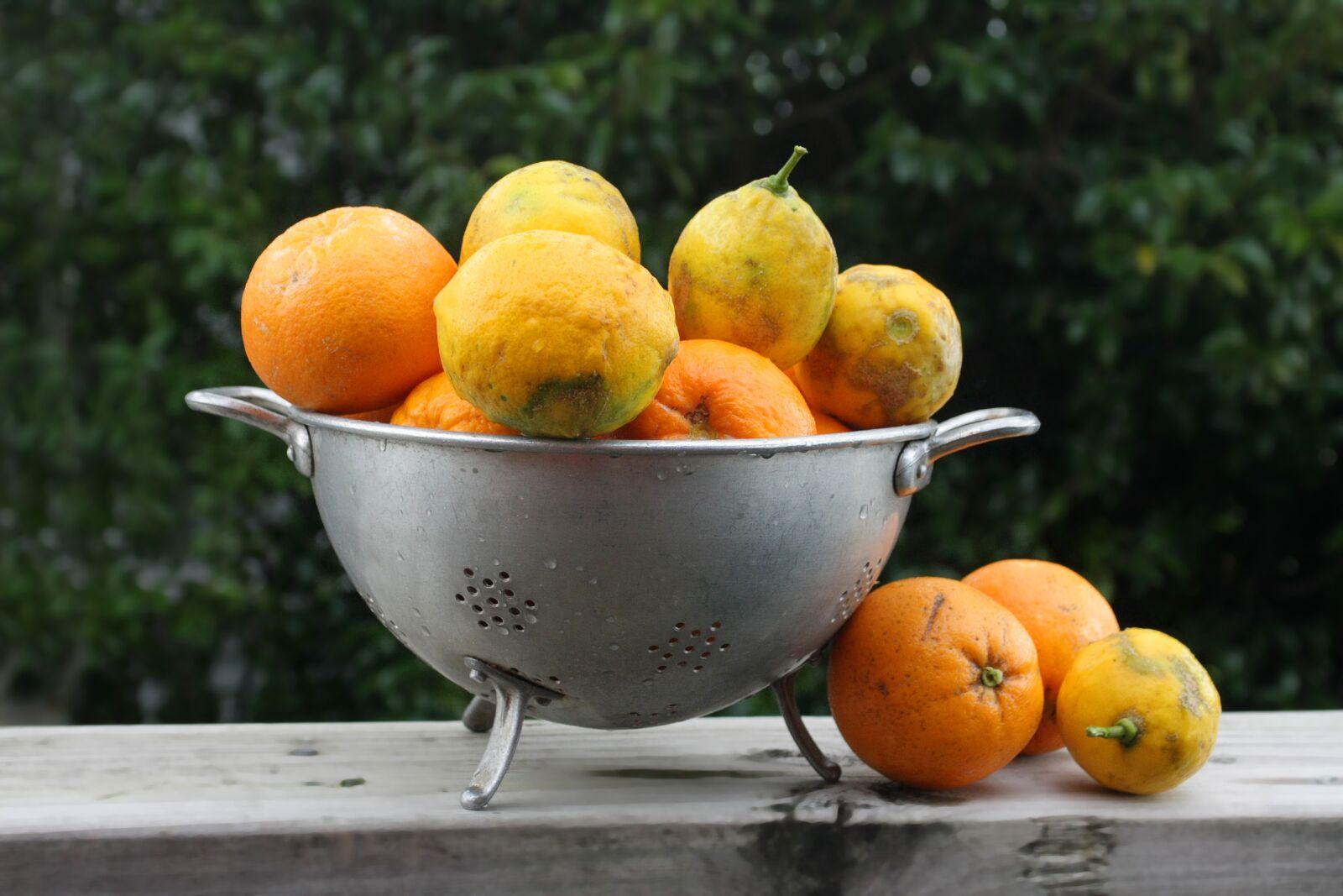 Canon EOS 450D (EOS Rebel XSi / EOS Kiss X2) sample photo. Citrus, oranges, lemons photography