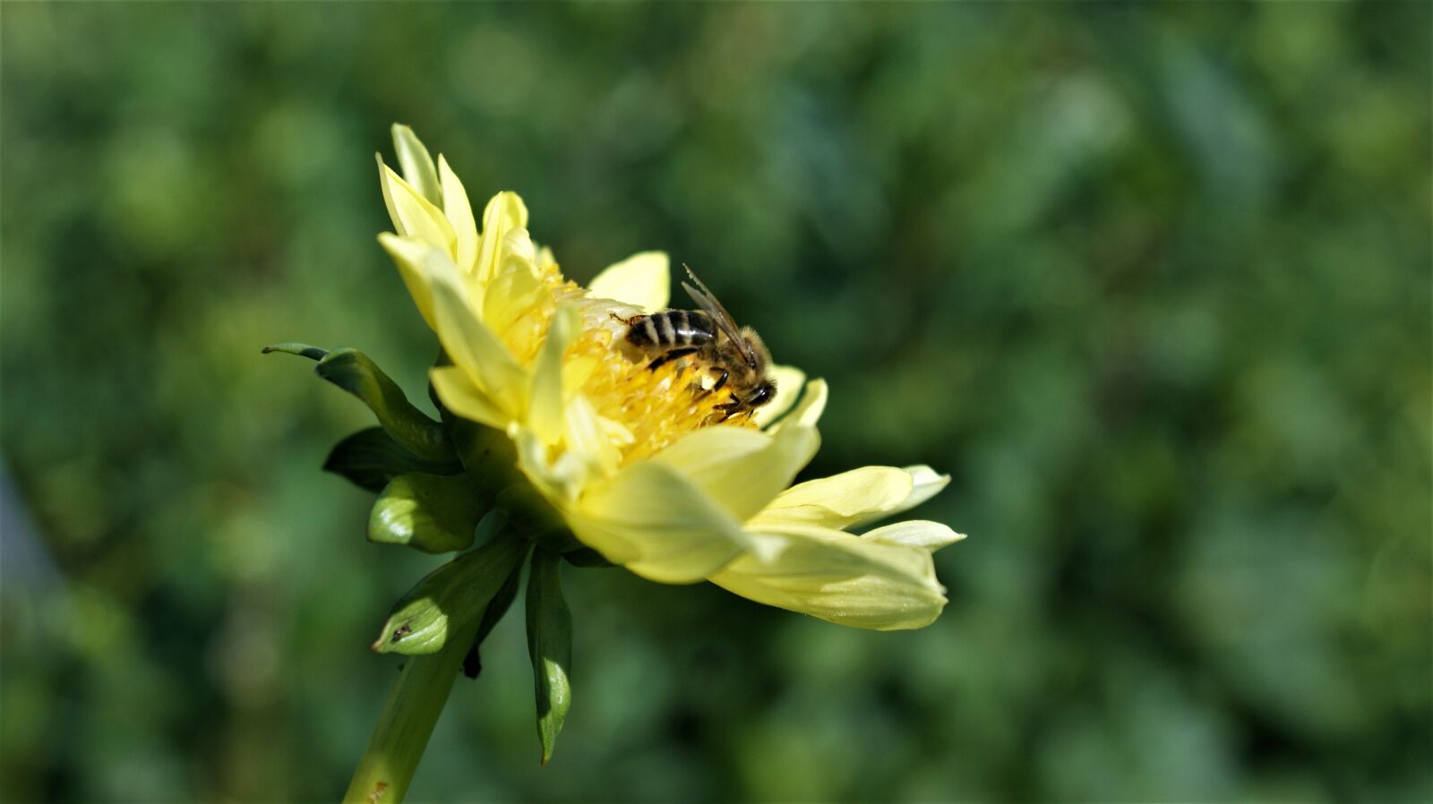Sony Alpha DSLR-A350 sample photo. Dahlia, bee, pollination photography