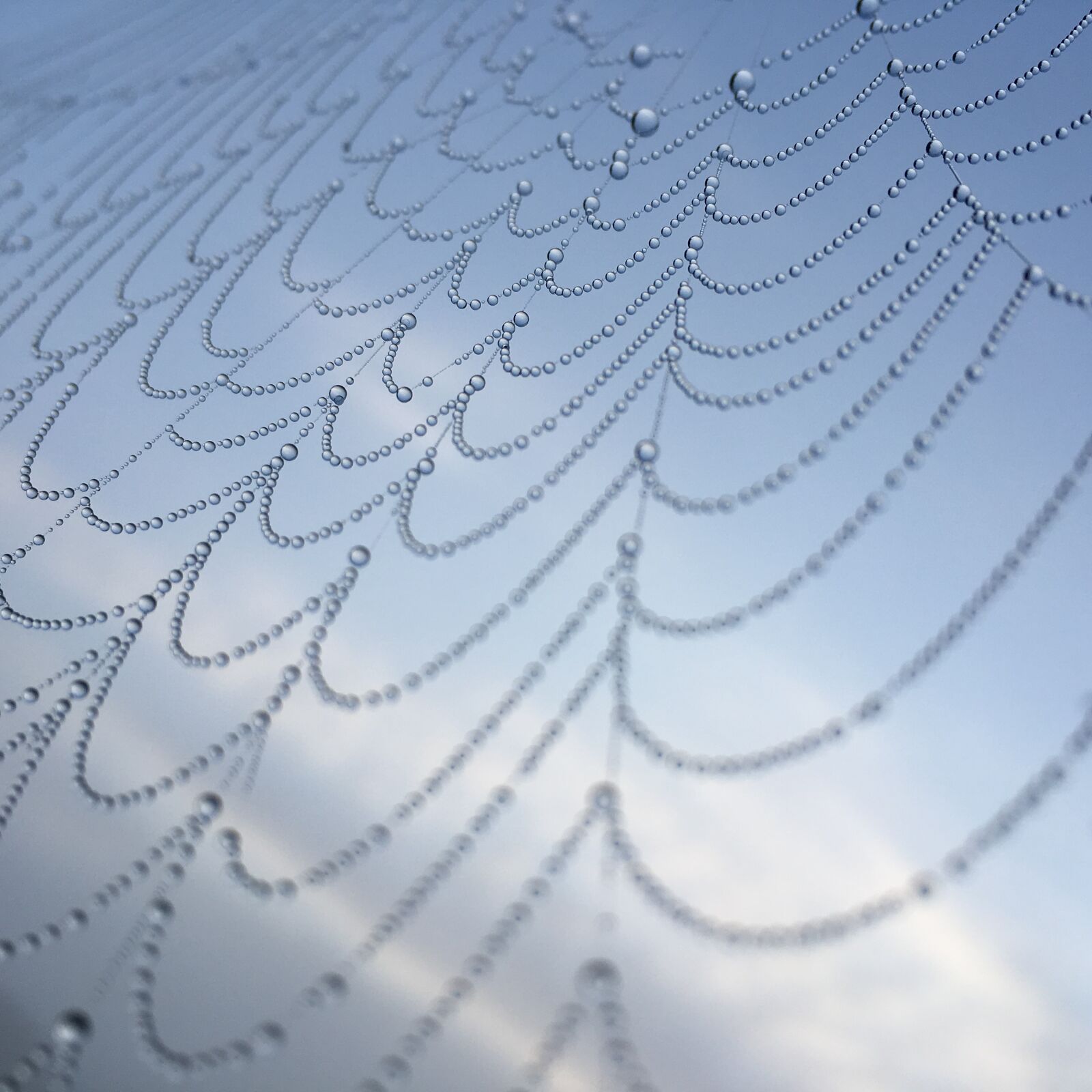 Apple iPhone 6s sample photo. Complexity, cobweb, spider photography