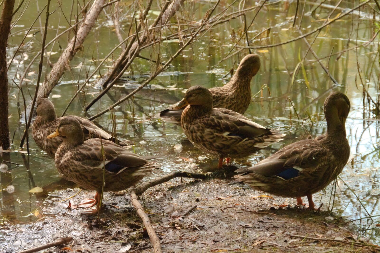Canon EOS 650D (EOS Rebel T4i / EOS Kiss X6i) sample photo. Ducks, nature, bird photography
