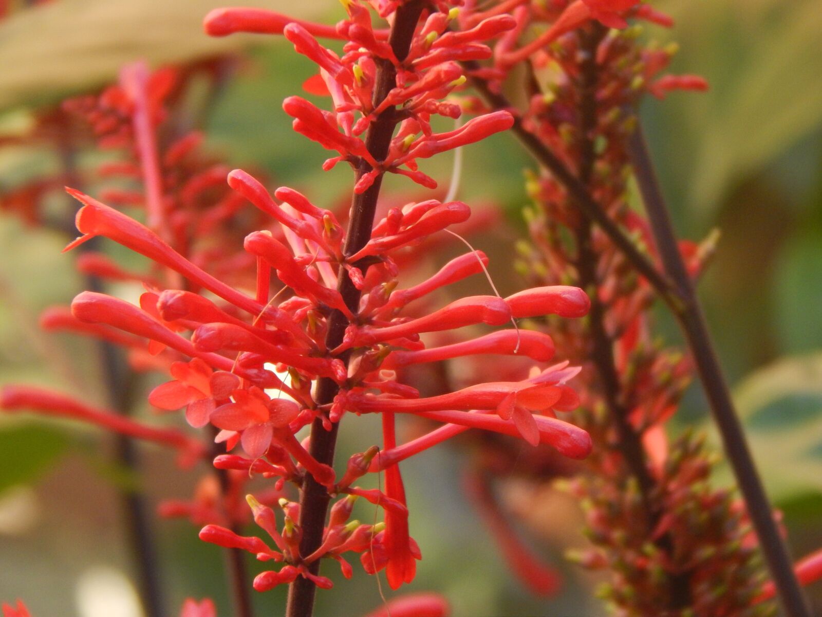 Nikon Coolpix L820 sample photo. Red, red flowers, red photography