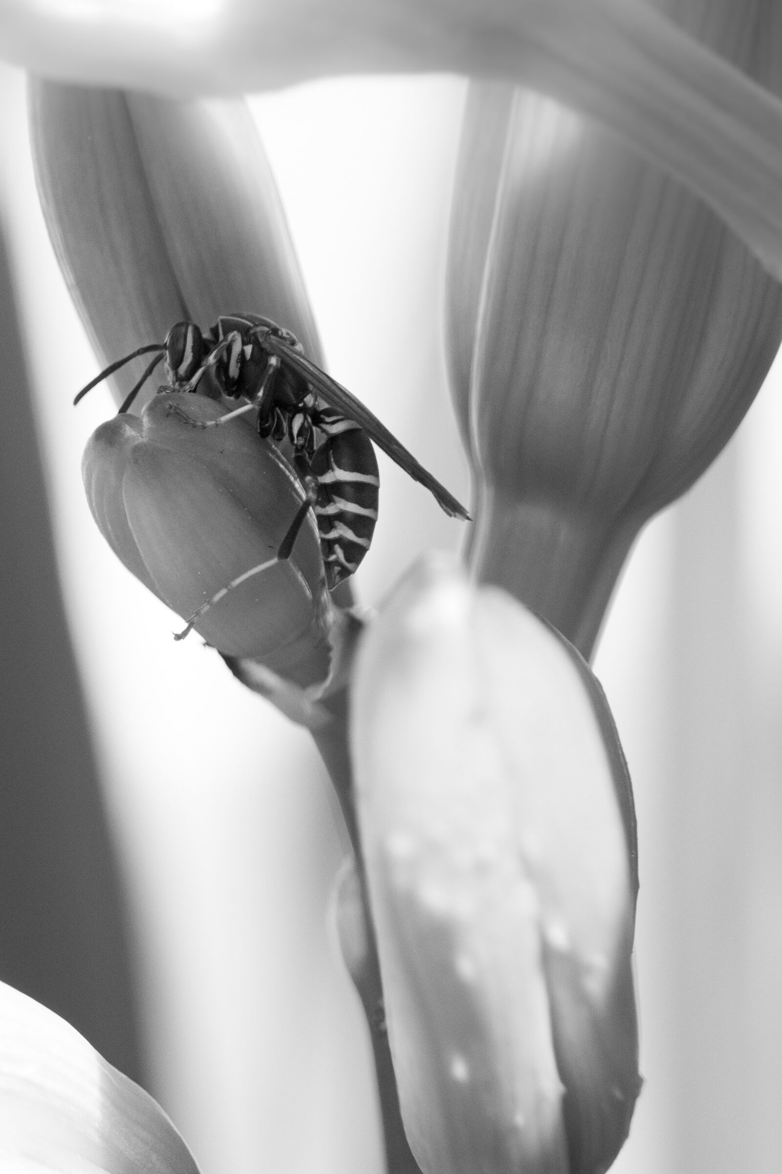 Canon EOS 700D (EOS Rebel T5i / EOS Kiss X7i) sample photo. Nature, wasp, macro photography