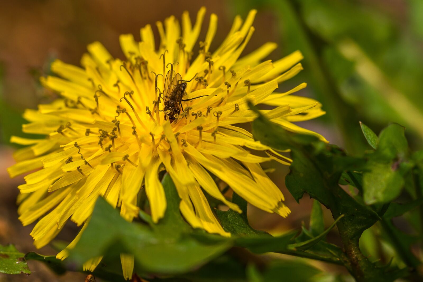 Canon EF 100mm F2.8L Macro IS USM sample photo. Dandelion, blossom, bloom photography