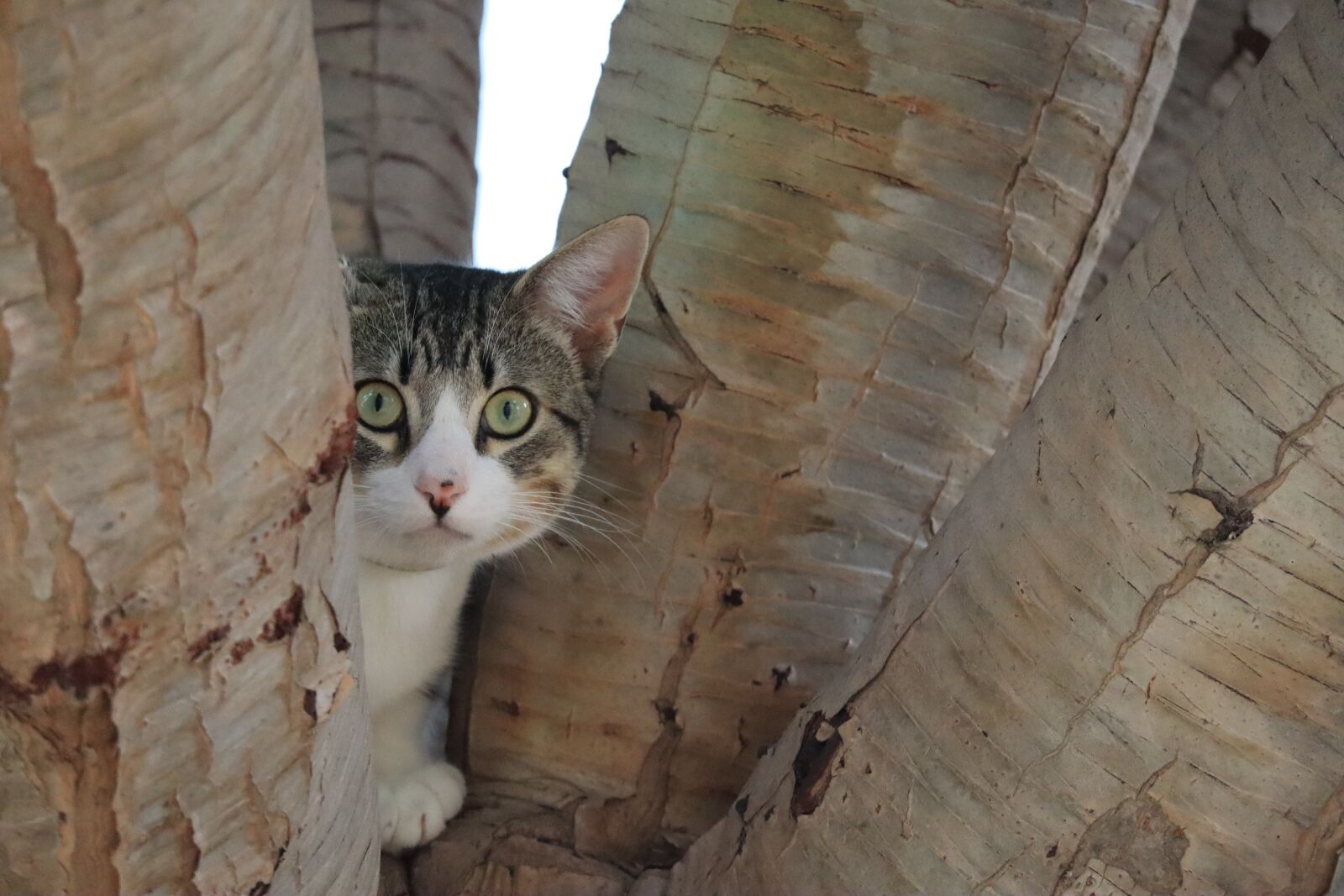 Canon EF-M 55-200mm F4.5-6.3 IS STM sample photo. Cat, tree, hiding photography