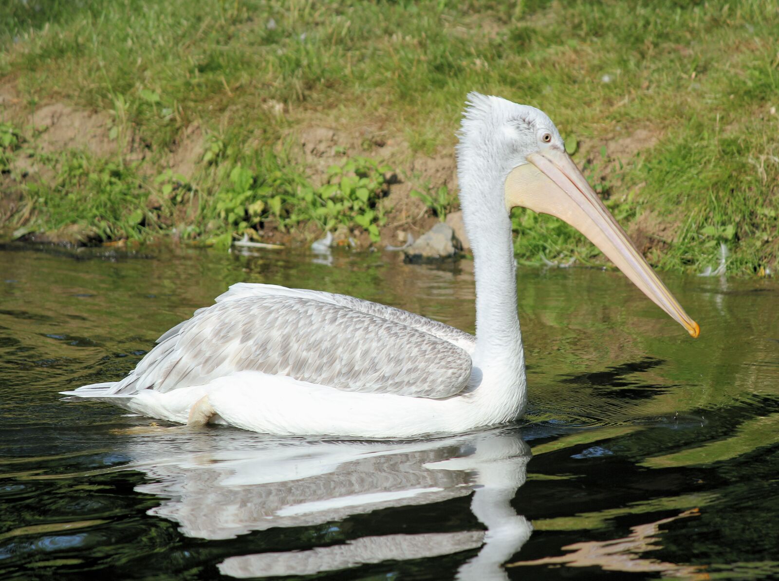 Canon EOS 550D (EOS Rebel T2i / EOS Kiss X4) sample photo. Pelican, bird, water photography