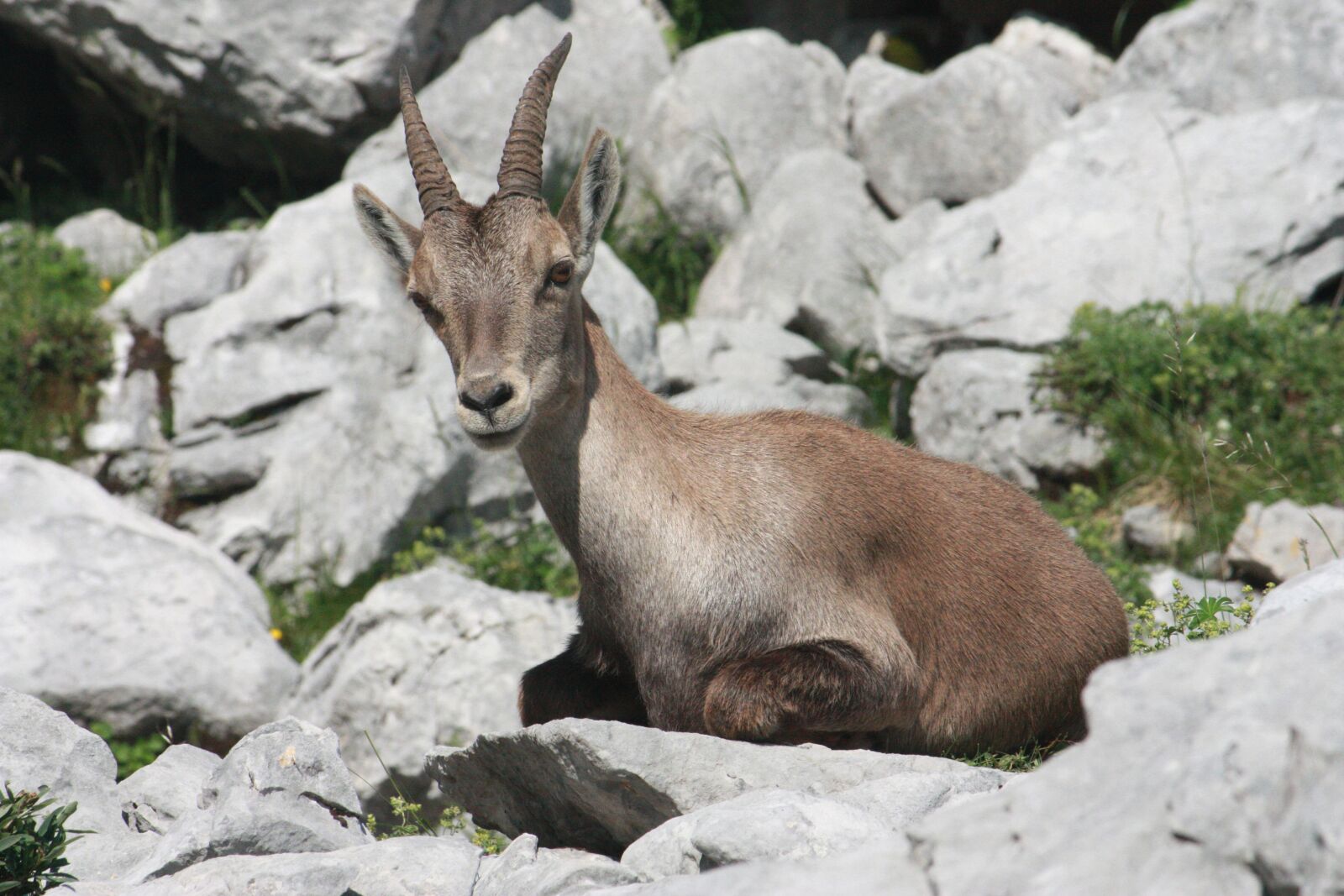 Canon EOS 450D (EOS Rebel XSi / EOS Kiss X2) sample photo. Ibex, wild, nature photography