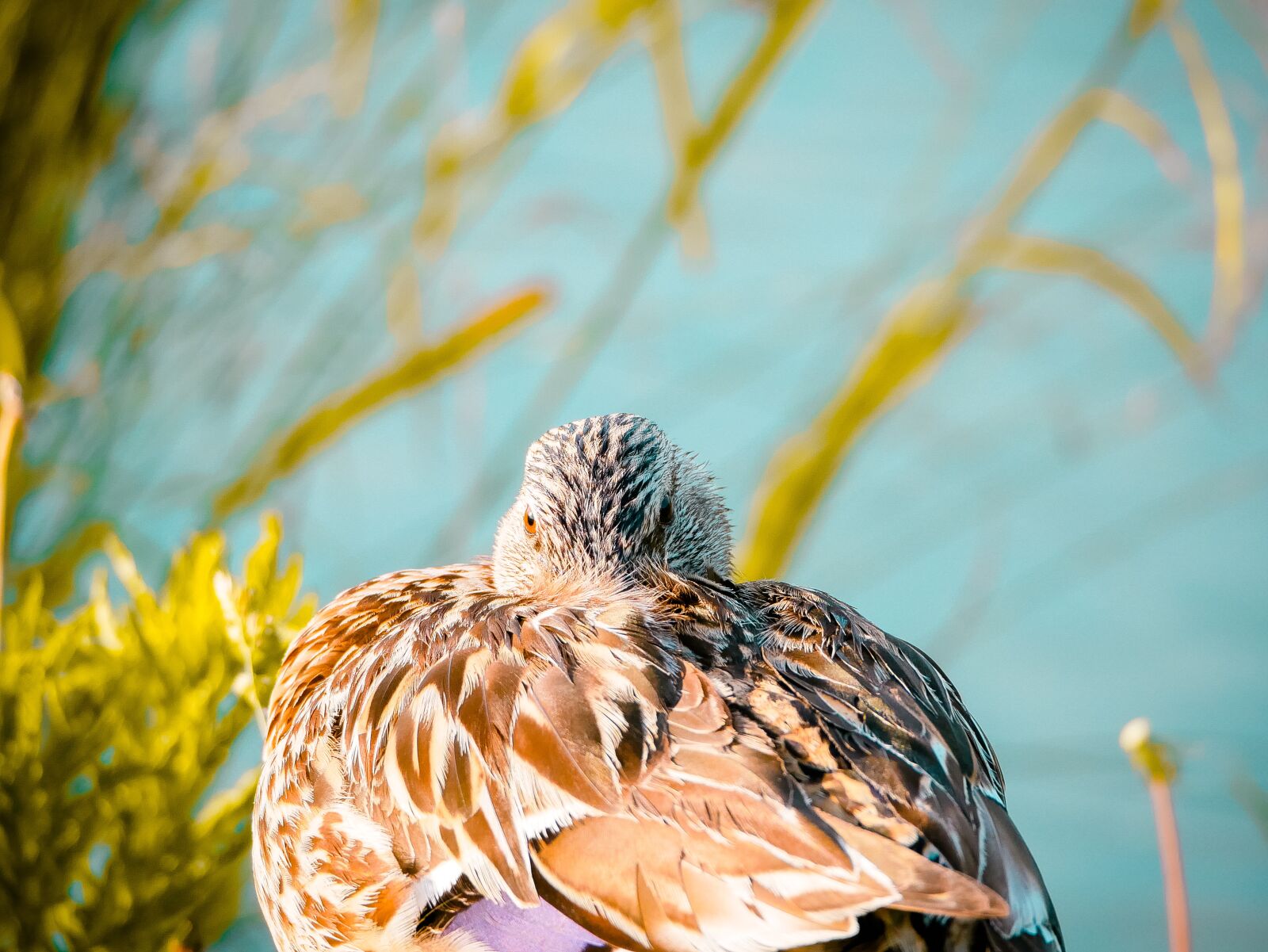 Panasonic Lumix DMC-GX85 (Lumix DMC-GX80 / Lumix DMC-GX7 Mark II) sample photo. Duck, sun, reflection photography