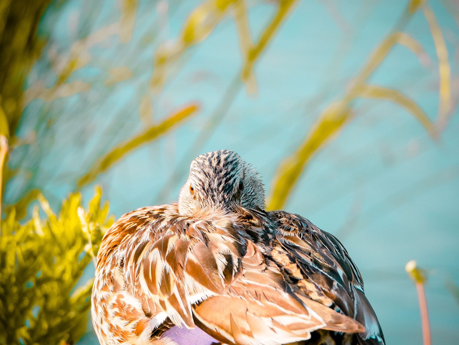 Panasonic Lumix DMC-GX85 (Lumix DMC-GX80 / Lumix DMC-GX7 Mark II) + Olympus M.Zuiko ED 75-300mm F4.8-6.7 II sample photo. Duck, sun, reflection photography