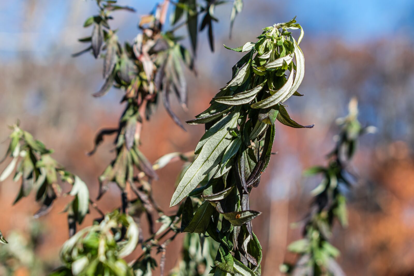 Nikon D5600 sample photo. Plant, green, twist photography