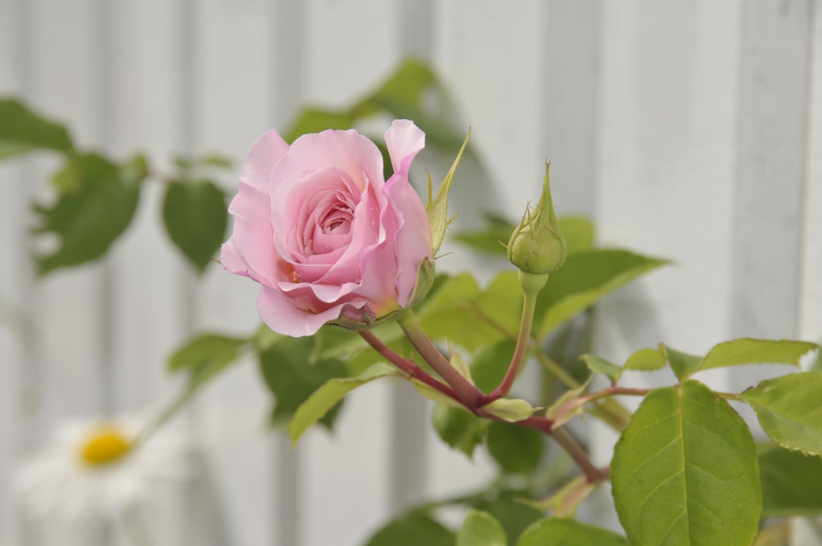 Nikon D300S sample photo. Rose, flower, love bloom photography