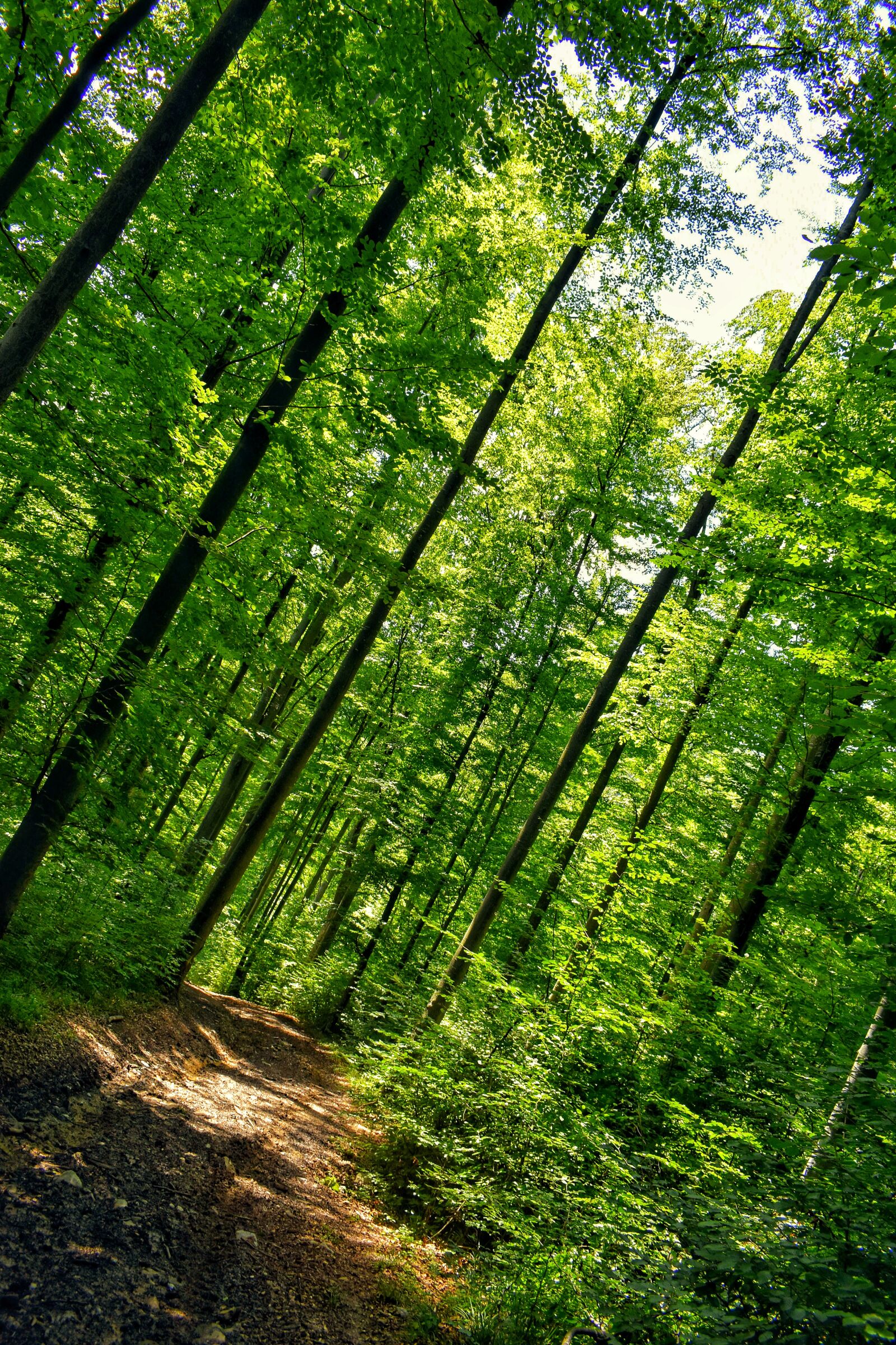 Nikon D3500 sample photo. Forest, forest road, forest photography