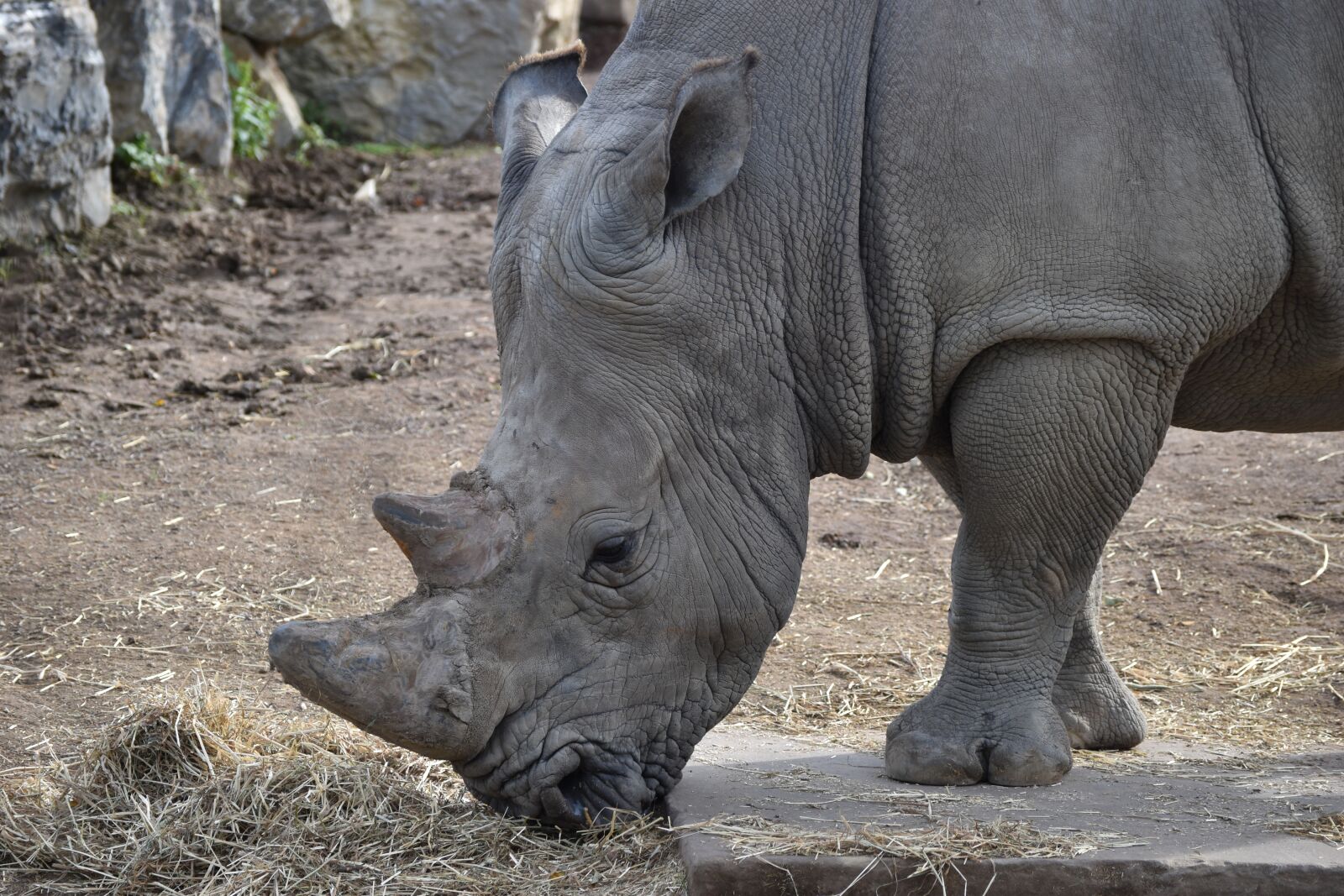 Nikon D5500 sample photo. Wild animal, rhinoceros, big photography