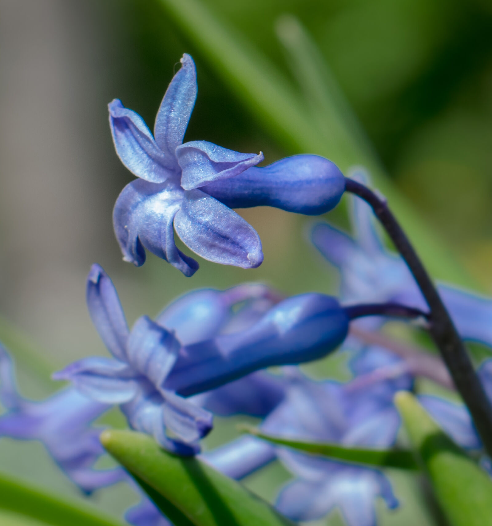 Nikon AF-S Nikkor 50mm F1.8G sample photo. Blue, flower, hyacinth, spring photography