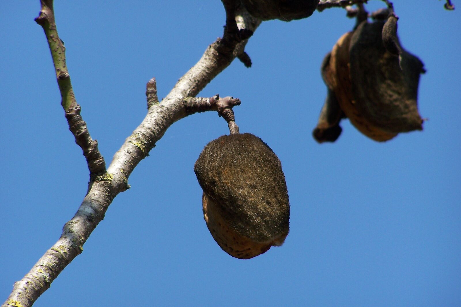 Kodak Z650 ZOOM DIGITAL CAMERA sample photo. Almond, tree, branch photography
