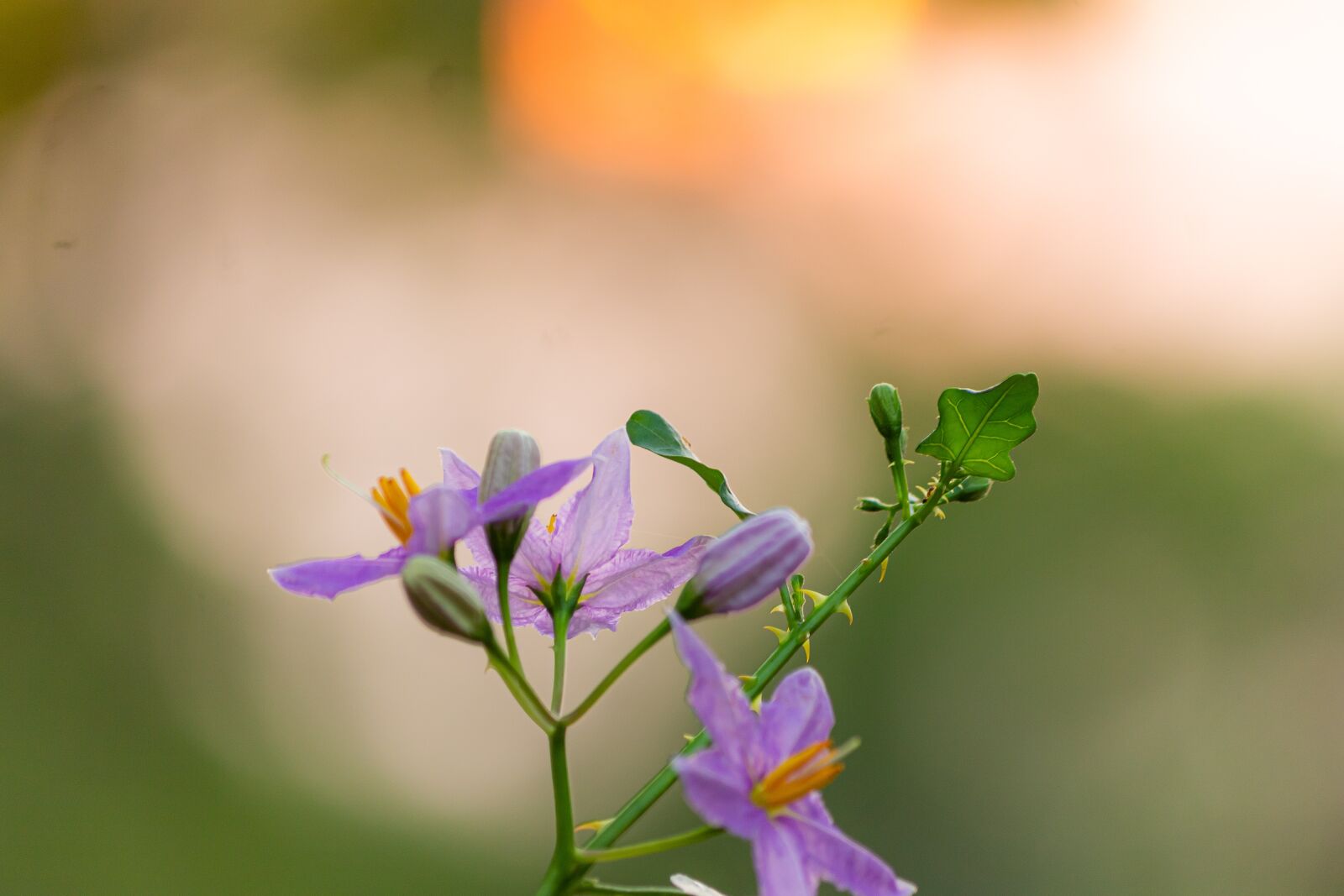 Canon EF-S 55-250mm F4-5.6 IS sample photo. Macro, sunlight, flower garden photography