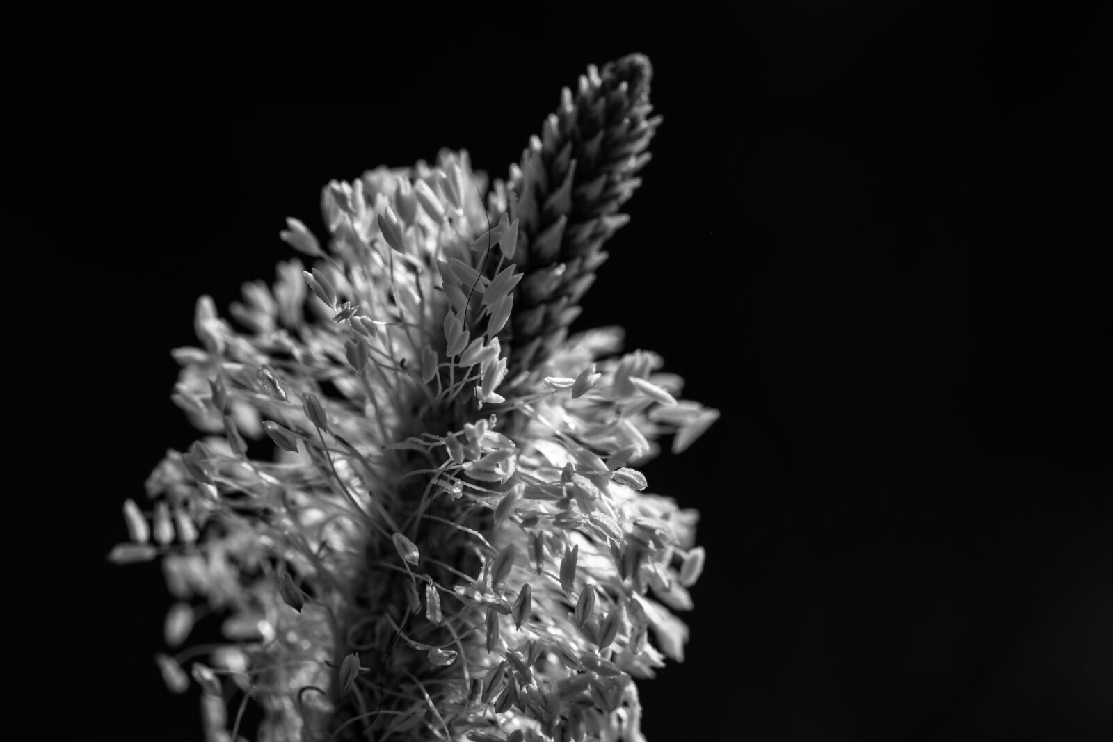 Nikon D7200 sample photo. Plantain, wild plant, medicinal photography