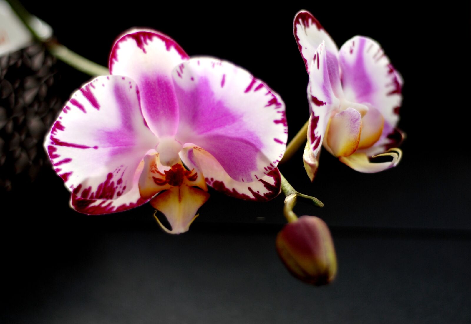 Nikon D200 sample photo. Plants, flowers, orchid photography