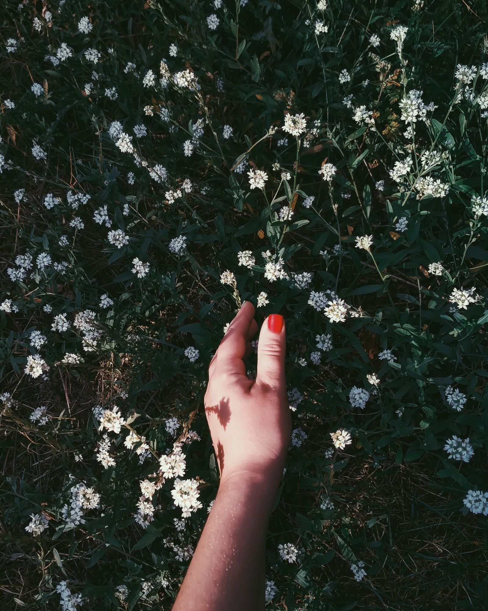 Xiaomi Redmi 4X sample photo. Hand, wild flowers, nature photography