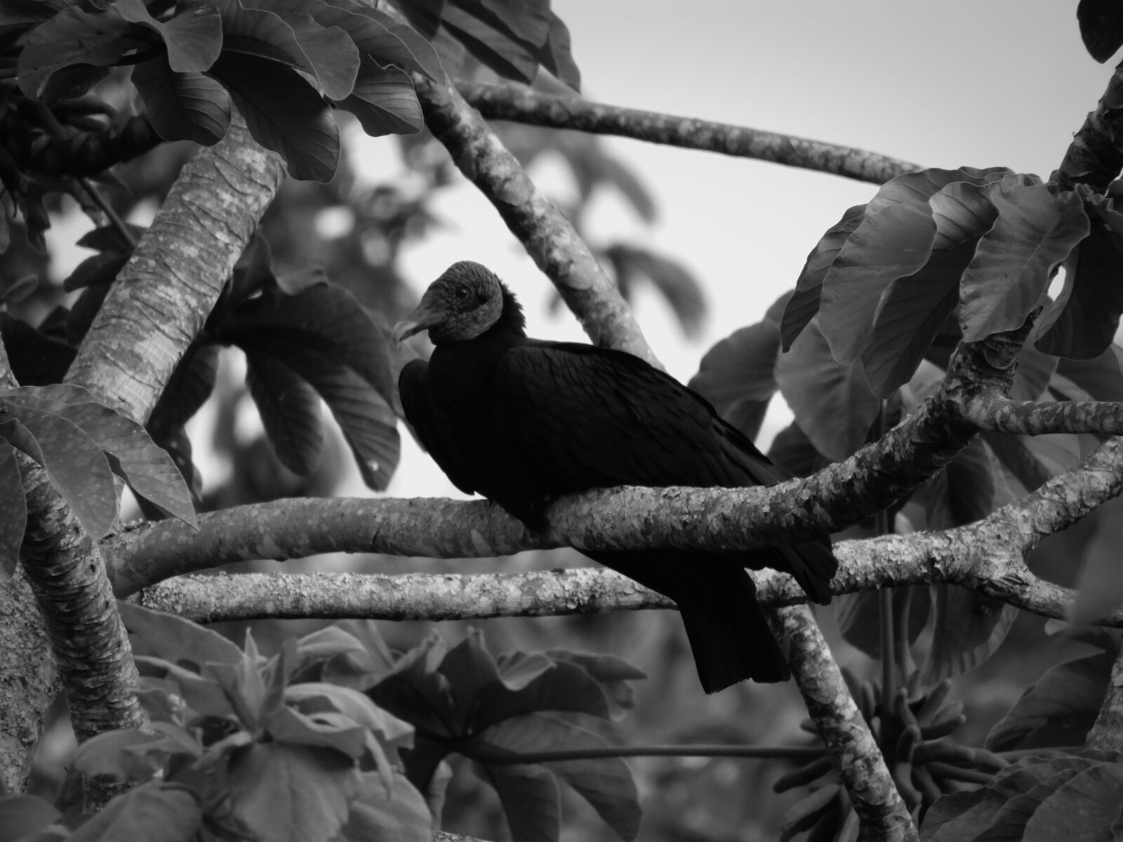 Nikon Coolpix B700 sample photo. Black and white, ave photography