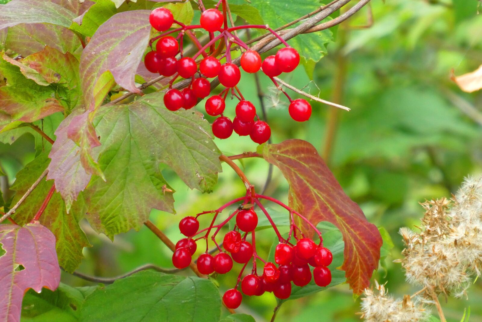 Panasonic Lumix DC-ZS70 (Lumix DC-TZ90) sample photo. Berries, autumn, leaves photography