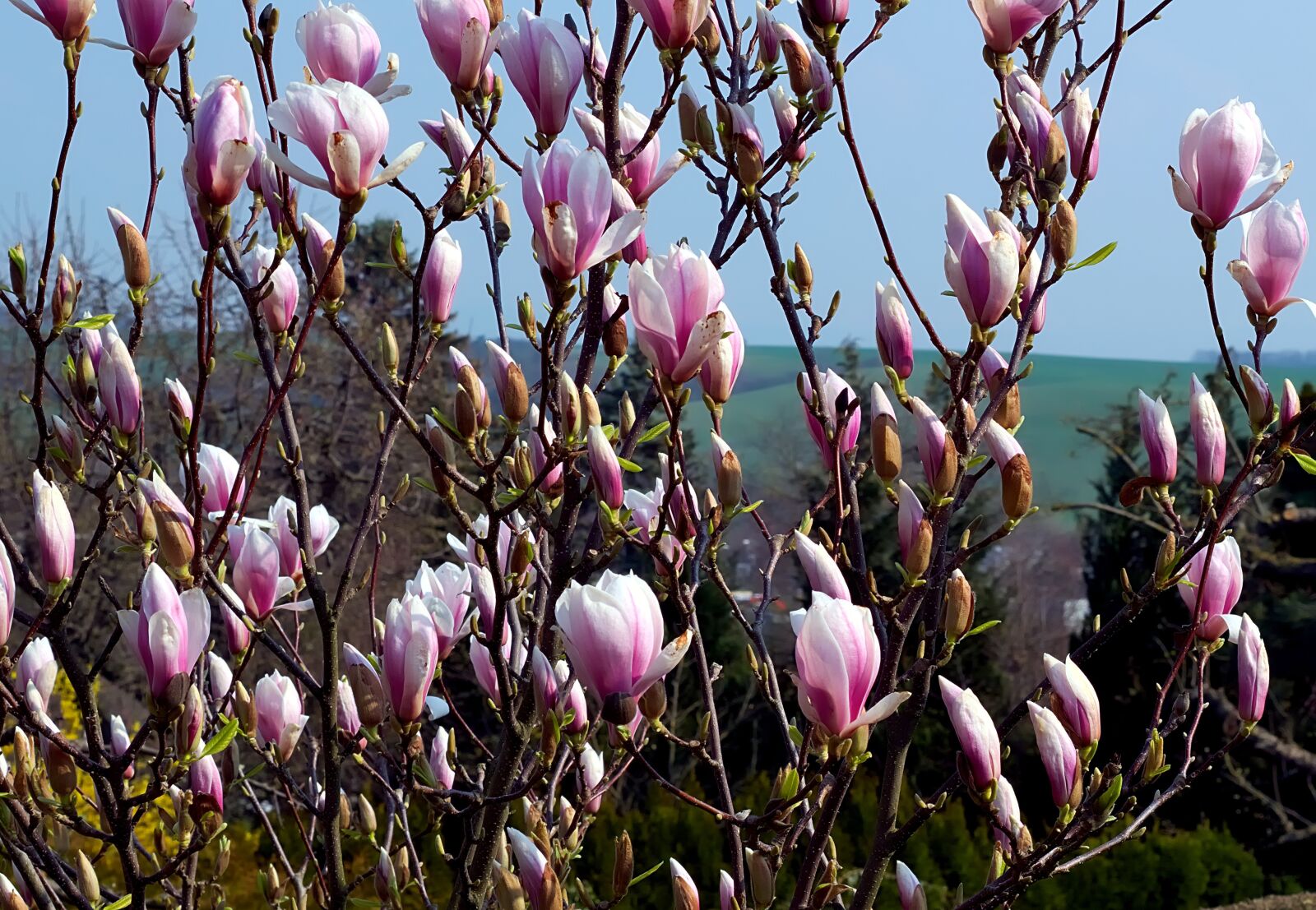 Nikon D3300 sample photo. Magnolia, flowers, spring photography