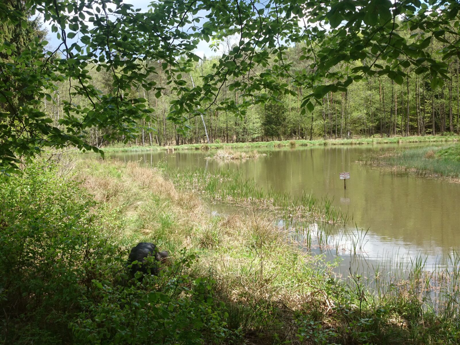 Sony Xperia Z1 Compact sample photo. Forest, pond, summer photography