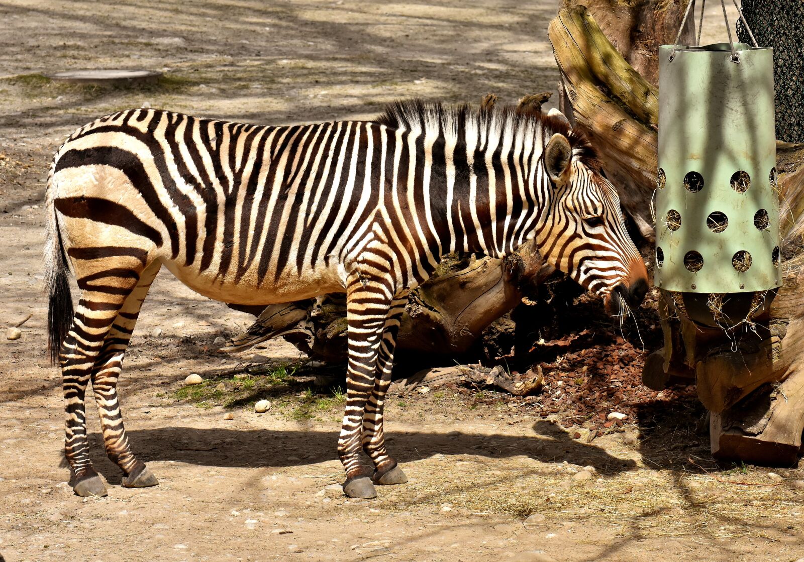 Nikon D7200 sample photo. Zebra, wild animal, zoo photography
