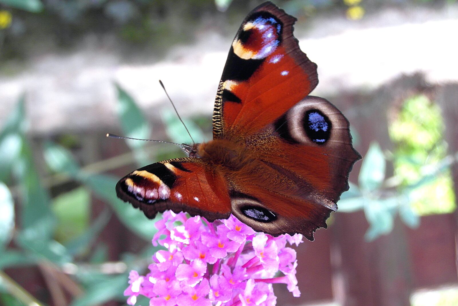 Samsung WB750 sample photo. Butterfly, inachis, painted peacock photography