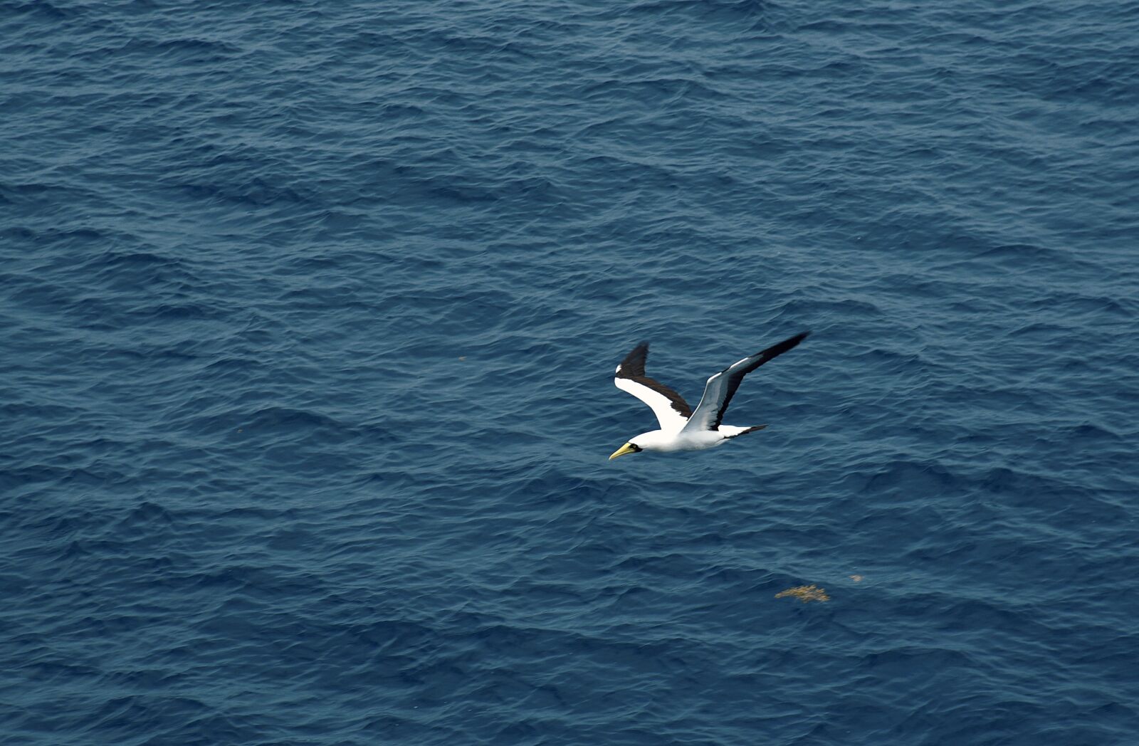 Nikon D750 sample photo. Seagull, bird, sea photography