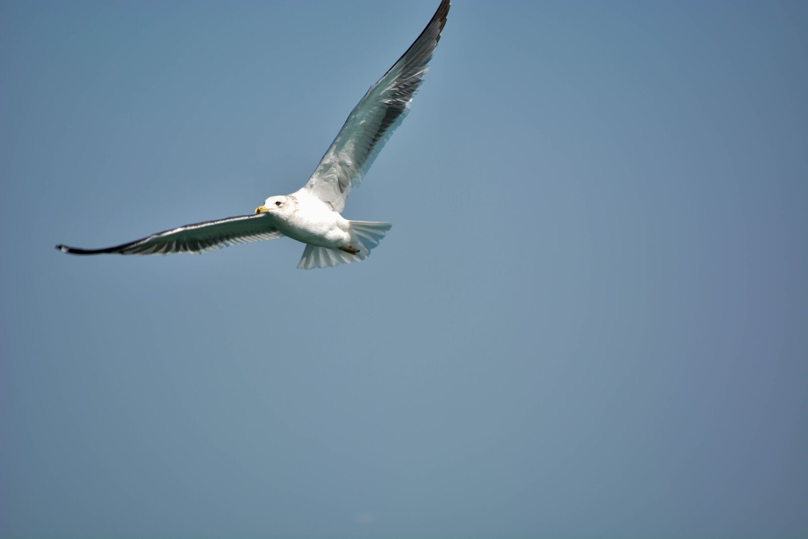 Nikon D5200 sample photo. White pigeon, sea, india photography