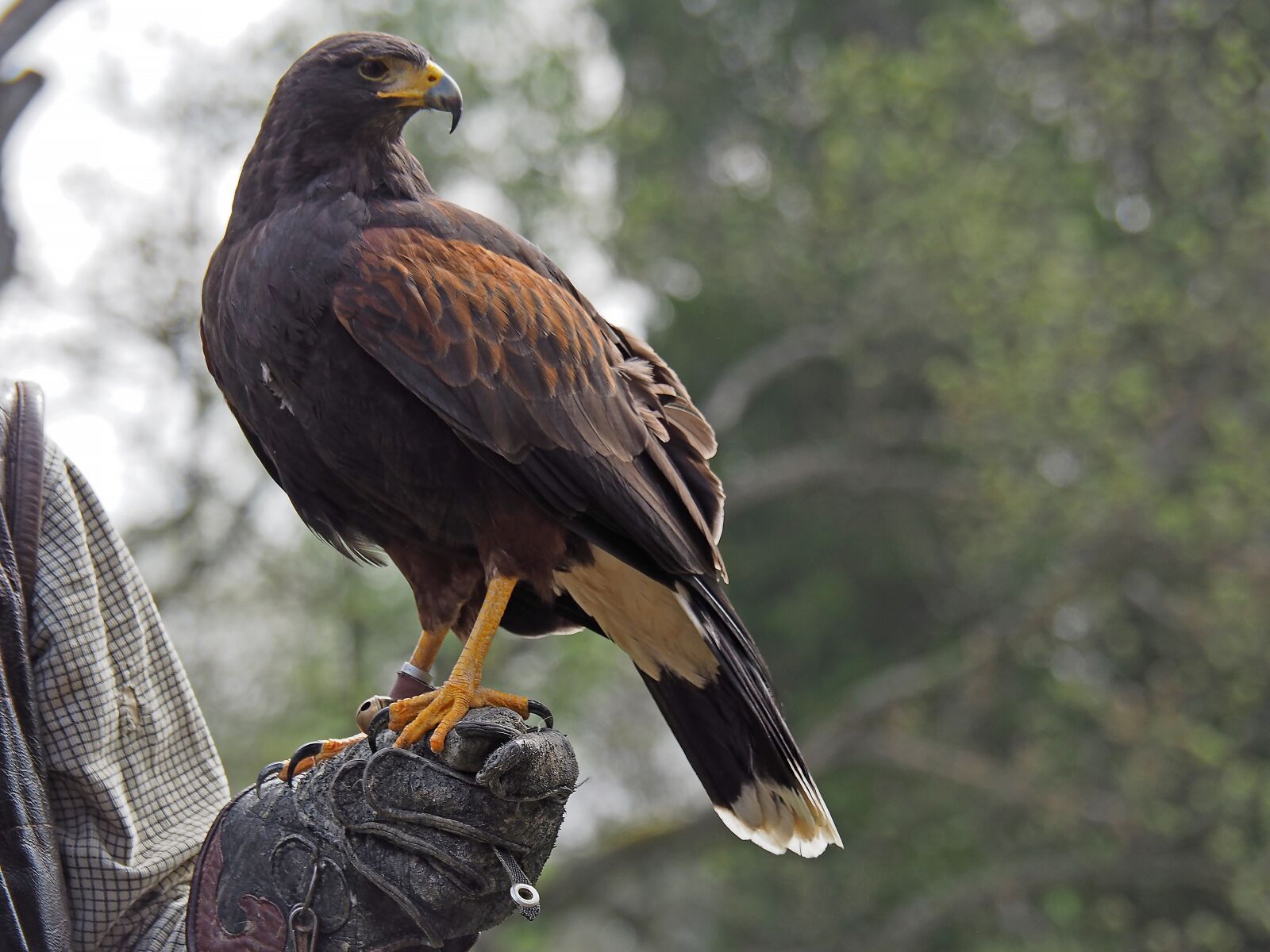 Olympus OM-D E-M5 II sample photo. Predator, falconer, bird photography
