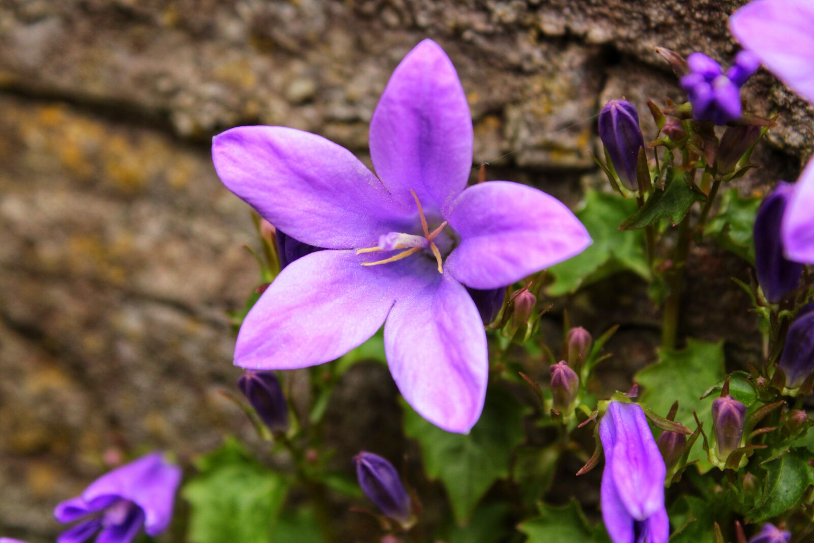 Canon EOS 2000D (EOS Rebel T7 / EOS Kiss X90 / EOS 1500D) sample photo. Flower, bluebell, blue star photography