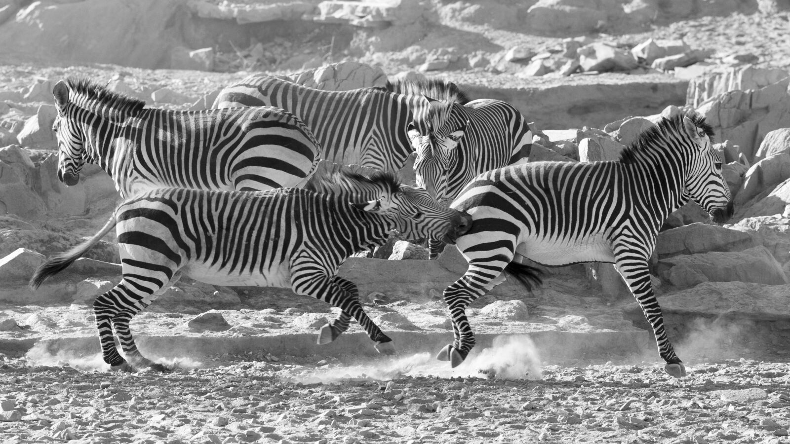 Olympus OM-D E-M1 + Olympus Zuiko Digital ED 150mm F2.0 sample photo. Zebra, mountain zebra, namibia photography