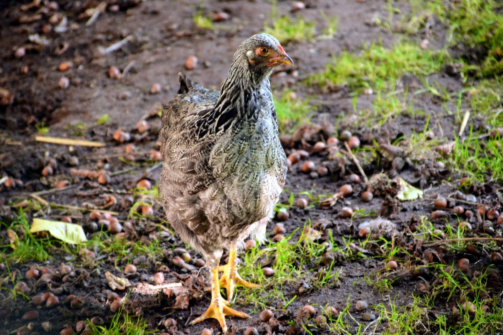 Nikon D3300 sample photo. Animal, poultry, feather, bird photography