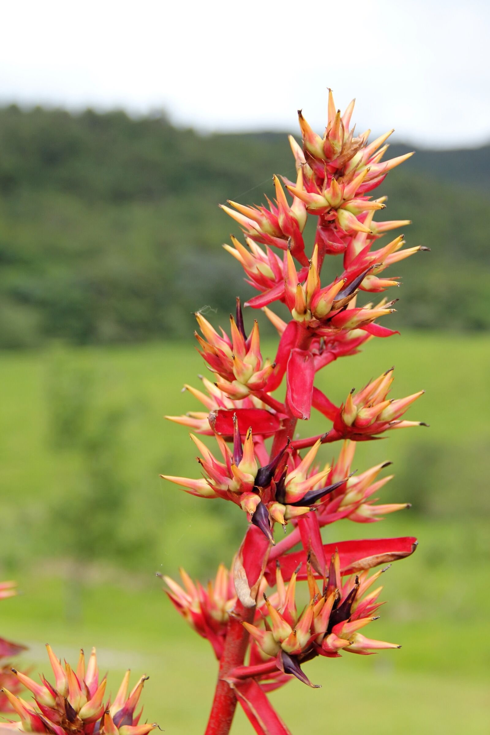 Canon EOS 550D (EOS Rebel T2i / EOS Kiss X4) sample photo. Exotic flower, botany, flora photography