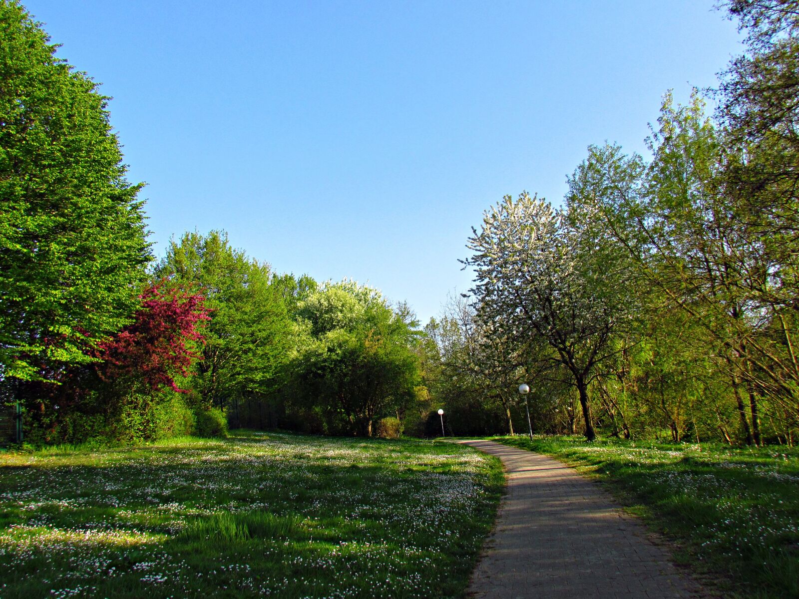 5 группа деревьев. Приморский парк Серпухов. Природа города Рязань парк. Лесопарк Рязань весной. Рязань парк лето.