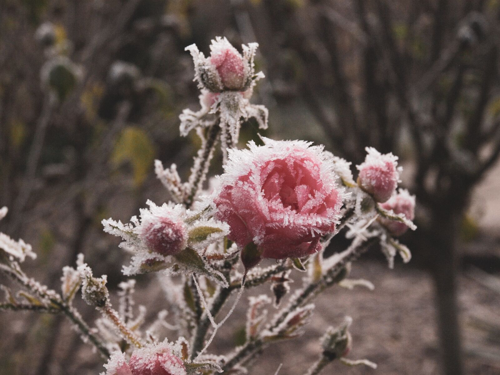 Olympus E-450 (EVOLT E-450) + OLYMPUS 14-42mm Lens sample photo. Rose, frost, ice photography