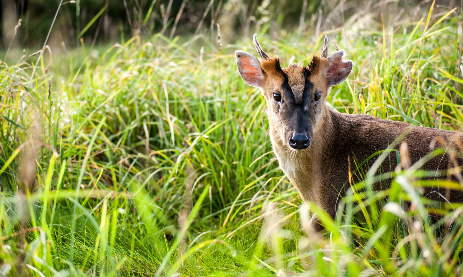 Nikon D5000 sample photo. Deer, fawn, buck photography